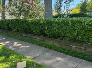 Bush Trimming by Shavonne Georgeg for Mary R. in Euclid, OH