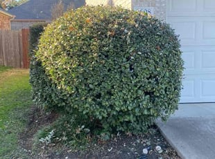 Bush Trimming by Keily Delgado Preciado for Panduranga P. in Austin, TX