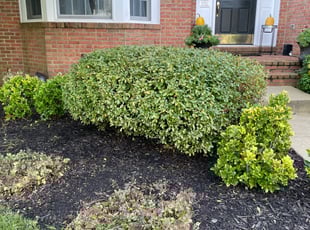 Bush Trimming by Edwin Martinez for Larry F. in Haymarket, VA