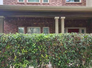 Bush Trimming by Toni Singsonexay for Eron W. in Helotes, TX