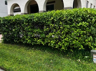 Bush Trimming by Buck Robinson for sam l. in Windermere, FL