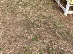 Leaf Removal by L Moore for Leonard B. in Garner, NC