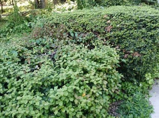 Bush Trimming by Maurice Downing for James S. in Philadelphia, PA