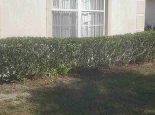 Bush Trimming by Richard Rhoden for Melissa P. in Kissimmee, FL
