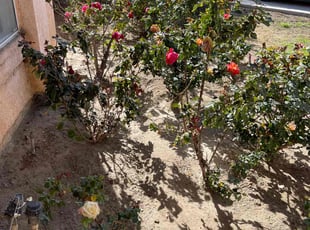 Jacqueline H.'s Flower Bed Weeding service result