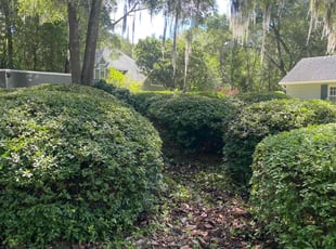 Bush Trimming by Marcus Perry for Laura R. in DeLand, FL