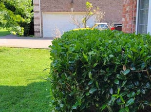Bush Trimming by Roman Winford for Joe L. in Mt. Juliet, TN