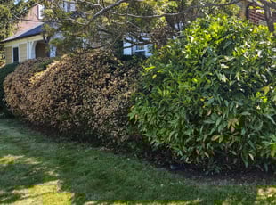 Bush Trimming by Allan Roberts for Angela J. in Washington, DC