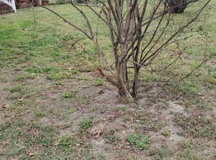 Leaf Removal by Rohan James for Edward A. in Chester, VA