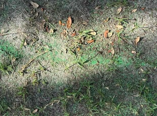 Aeration by Delson Auguste for Andricus G. in Orange Park, FL