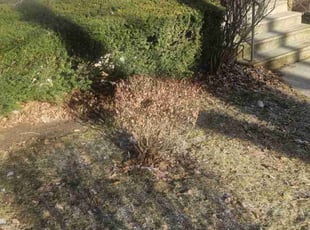 Bush Trimming by Robert Doedy for Karl R. in Milwaukee, WI