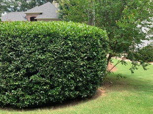 Bush Trimming by William Braun for Jessica W. in Marietta, GA