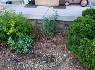 Weeding by Kevin Rhyne for Daryl S. in Madison, WI