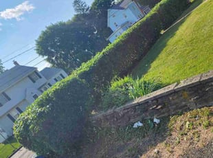 Bush Trimming by Matthew Beaupre for Samantha A. in Manchester, CT