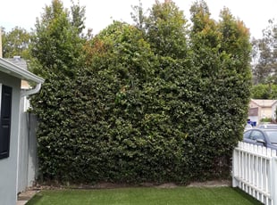 Bush Trimming by Adele Stoddard for Patrick G. in San Diego, CA
