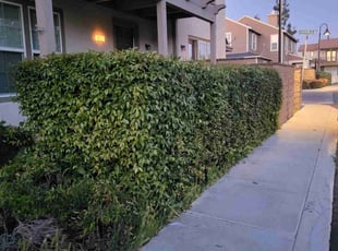 Bush Trimming by Perry Roper for Deanne M. in Riverside, CA