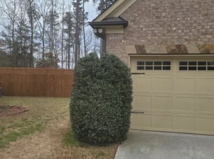 Bush Trimming by Cody Loop for Simeon O. in Buford, GA