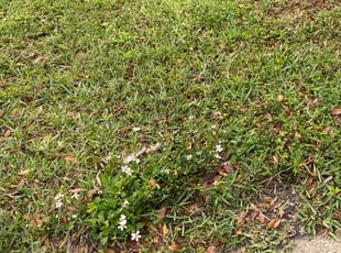 Cleanups by Rupert Mclendon for Jennifer J. in Tampa, FL