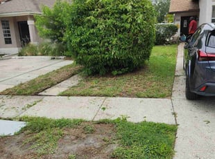 Bush Trimming by Wesley Gift for Abe T. in Tampa, FL
