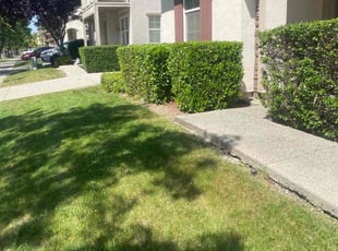 Bush Trimming by Jaime Montero for Freddy G. in Sacramento, CA