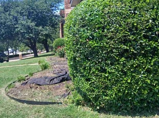 Bush Trimming by Jesus Valencia for Sondra M. in Plano, TX
