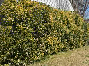 Bush Trimming by John Koonce for Christopher H. in Greer, SC