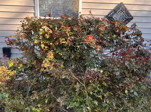 Bush Trimming by Antonio Simmons for Louise A. in Virginia Beach, VA