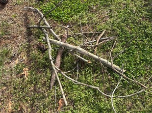 Leaf Removal by Steven Moreira for Leonard A. in Norfolk, VA
