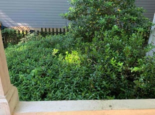 Bush Trimming by Scott Heslin for Suzanne L. in Wake Forest, NC