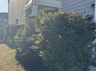 Bush Trimming by Geronimo Giusto for Satya K. in Cumming, GA