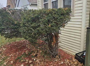 Bush Trimming by Robert Dowdy for Margaux V. in Milwaukee, WI