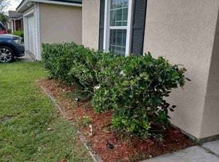 Bush Trimming by Brandon Madden for Ricky W. in Jacksonville, FL