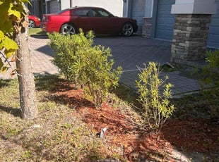 Bush Trimming by Corey Johnson for Ross Z. in Riverview, FL