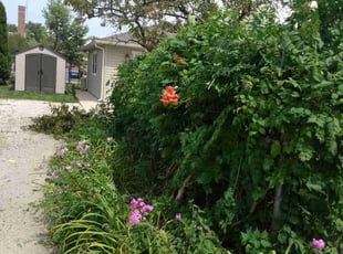 Bush Trimming by Clemente Ariza for Eve T. in Brookfield, IL