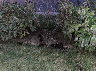 Weeding by Eric Piersma for Maurice S. in Manassas, VA