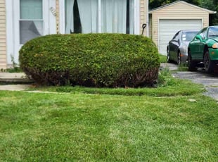Bush Trimming by Ronnie Anderson for Dominick O. in West Allis, WI
