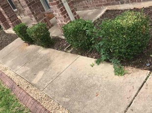 Bush Trimming by Dunia Paz for Lennox W. in Pflugerville, TX
