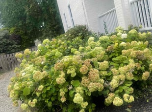 Bush Trimming by James Abernathy for Stephanie B. in Cincinnati, OH