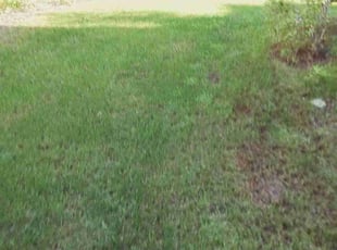Bush Trimming by Desmond Flood for Tina S. in Puyallup, WA