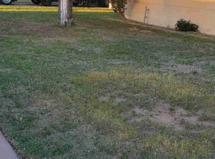 Bush Trimming by Chris Hawk for Megan J. in Phoenix, AZ