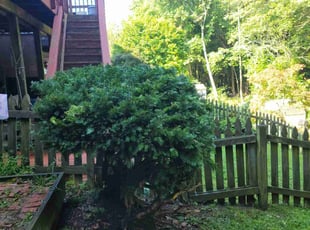 Bush Trimming by David Williamson for Janet D. in Bel Air, MD