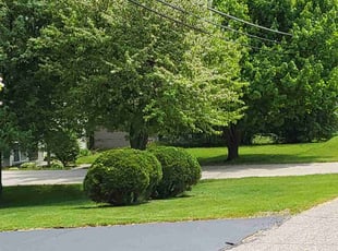 Bush Trimming by Ronnie Draper for Richard L. in Waterford Township, MI