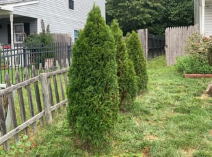 Bush Trimming by Donnie Weaver for Keir D. in New Castle, DE