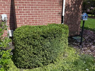 Bush Trimming by Robert Wilkins Jr for Scott K. in Carmel, IN