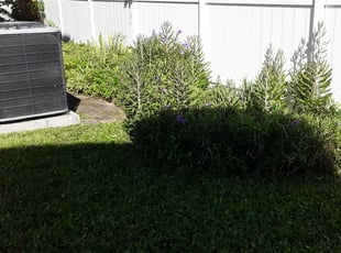 Bush Trimming by Derek Washington for Victor M. in Pinellas Park, FL