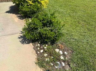 Weeding by Travis Frederickson for Justin D. in Bellview, FL