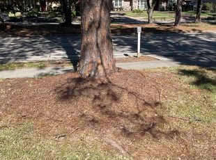 Cleanups by Thomas Foster for Christopher E. in Houston, TX