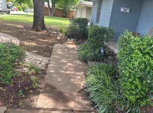 Bush Trimming by Rosa Valencia for Jennifer G. in Plano, TX