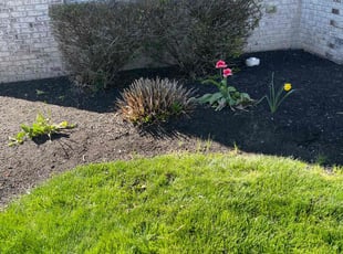 Bush Trimming by Luis Contreras for Jim H. in Fortville, IN