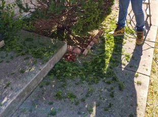 Bush Trimming by Edgar Nunez for Dawn W. in Northlake, IL